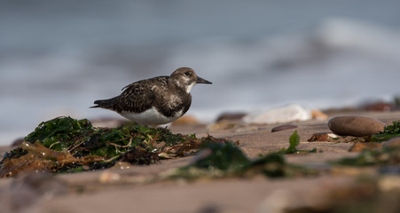 Ruddy Turnstone, Turnstone , Arenaria interpres