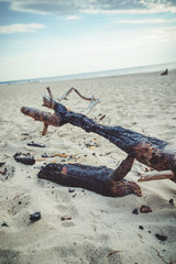 A piece of dry wood lying on the pebbles on the beach