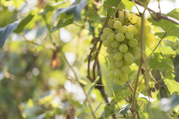 Brush of green grapes