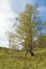 Obraz premium Forest landscape with birches