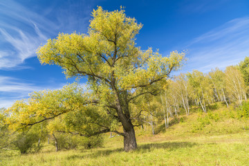 Big branchy willow against the blue sky