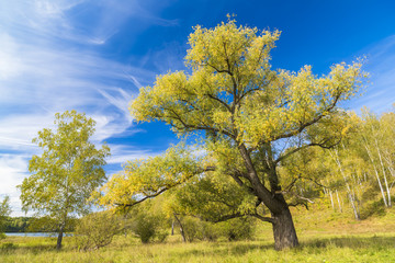 Fototapeta na wymiar Big branchy willow against the blue sky