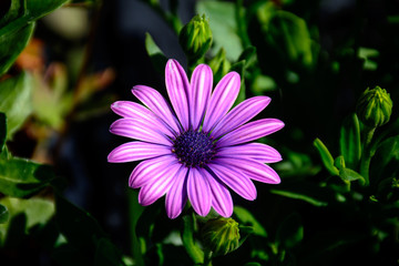 Colorful Flower in Full Boom