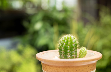 Small cactus in a pot for home decoration