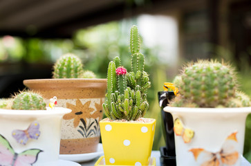 Small cactus in a pot for home decoration