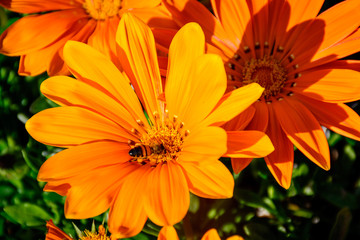 Busy Bee in the center of full boom Flower