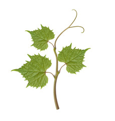 grape leaves
