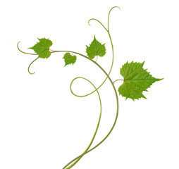 grape leaves © Andrey Smirnov