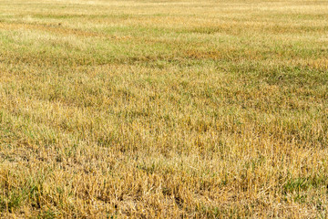 stubble field