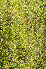 lots of green leaves