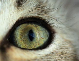 кошачий глаз. Зеленый глаз. Кот.