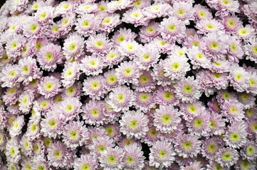 Fototapeta premium Carpet of pink and violet Chrysantemum flowers