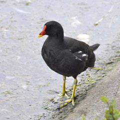 Common moorhen walking by a lake