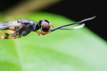 Close up long leg fly
