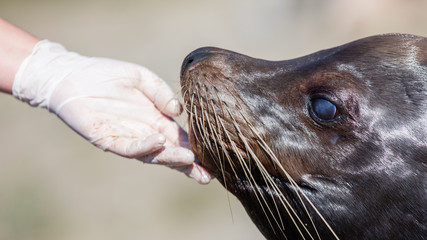 Obraz premium Adult sealion being treated - Selective focus