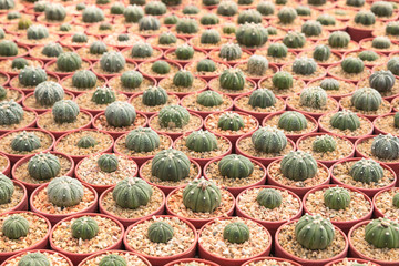 Fototapeta premium Various type of Astrophytum Asterias cactus plant in the cactus farm (garden).