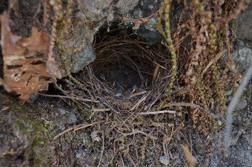 Bird's nest out of branches