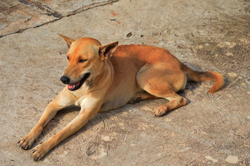 Thai mixed breed dog on cement floor. 