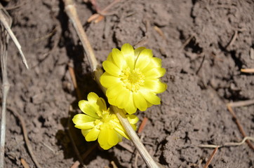 Yellow Snowdrop flower - the symbol of spring