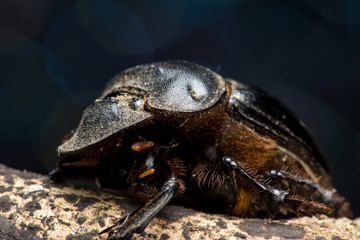 Dung Beetles (subfamily Scarabaeinae) on a twig