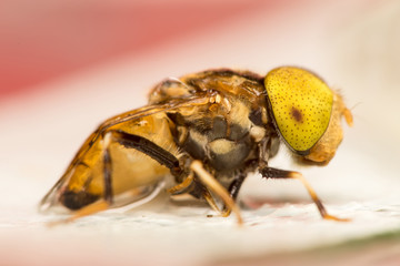 Native Drone Fly (Eristalinus punctulatus)