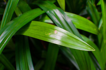 Pandan Leaves / sweet smell leaf