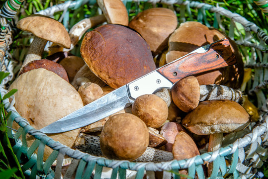 basket with mushrooms and a knife standing in a forest glade 