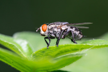 Flesh Fly (Sarcophaga crassipalpis Macquart) on a leaf