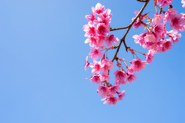 Sakura, Cherry blossoms on blue sky background, Pink flowers on blue sky background, Selective focus