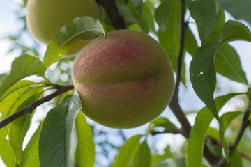 Peaches on the tree