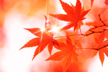 煌めく楓の紅葉イメージ