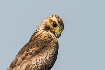 White Eyed Buzzard
