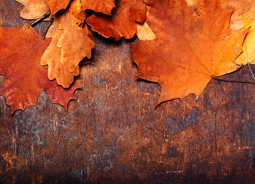 ..Red and Orange Autumn Leaves Background. Yellow Fallen autumn