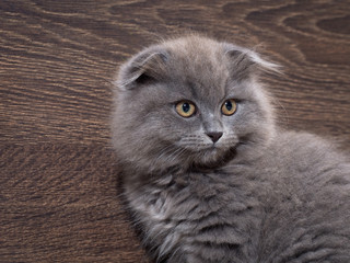 Portrait of a cute kitten. Grey, lop-eared cat with huge yellow eyes. Fluffy  on the background  wooden wall.