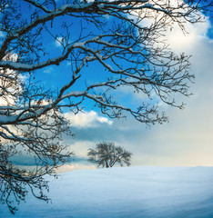 Fototapeta na wymiar Trees covered with fresh snow