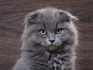 Portrait of a cute kitten. Grey, lop-eared cat with huge yellow eyes. Fluffy  on the background  wooden wall.