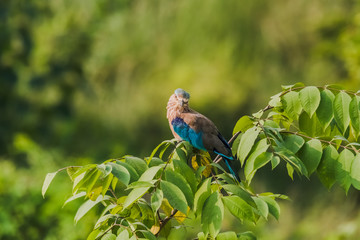 Obraz premium Indian Roller