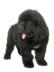 puppy newfoundland dog