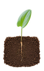 Growing plant with underground root visible