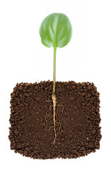 Growing plant with underground root visible