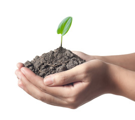 Young plant in hand over white