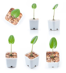 Collection of Young plant in pot isolated on the white backgroun