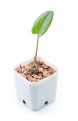 Young plant in pot isolated on the white background