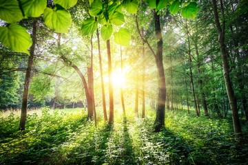 Fototapeta na wymiar Forest trees leaf. nature green wood sunlight backgrounds.