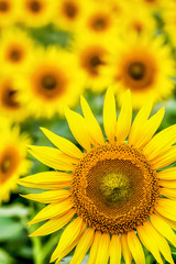 Obraz premium ヒマワリの花