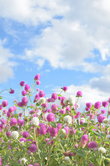 globe amaranth and blue sky