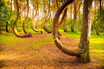 Curved forest reserve in Poland - 120757612