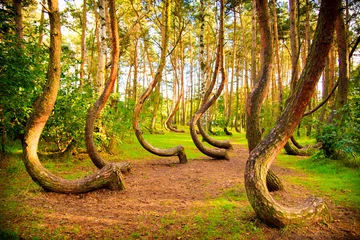 Fototapeten Gebogenes Waldreservat in Polen © seawhisper