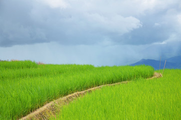 rice field in Pa Pong Piang Rice Terraces,Chiang Mai,thailand