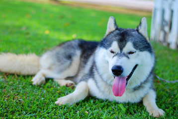 siberian husky dog smile